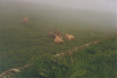 Schottland, Rinder, Nebel