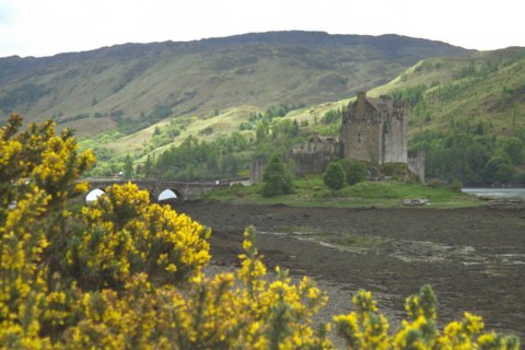 Schottland, Loch Duich, Eilean Donan Castle, Ginster