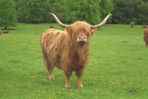 Schottland, Highland Cattles, typisch
