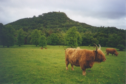 Schottland, Highland Cattles, Hügel, Bell Tower